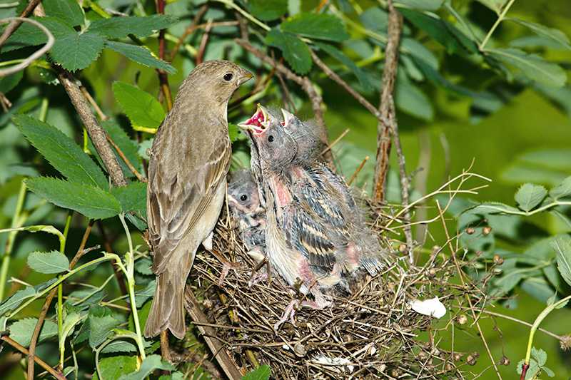 夢見雛鳥：幸福的預兆的夢境示意圖