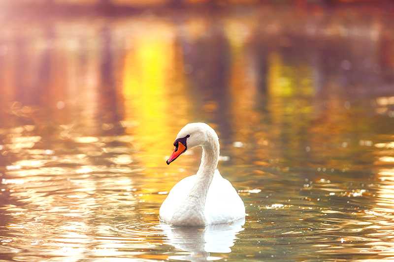 夢中的天鵝：誠實朋友的象徵的夢境示意圖