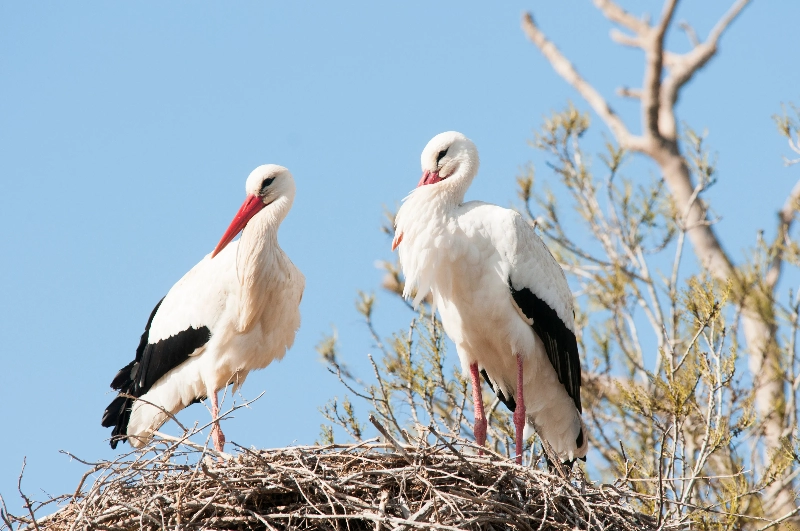 夢中的鸛鳥：生命的象徵的夢境示意圖