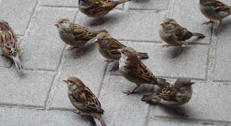 夢中的麻雀：日常小樂趣的夢境示意圖