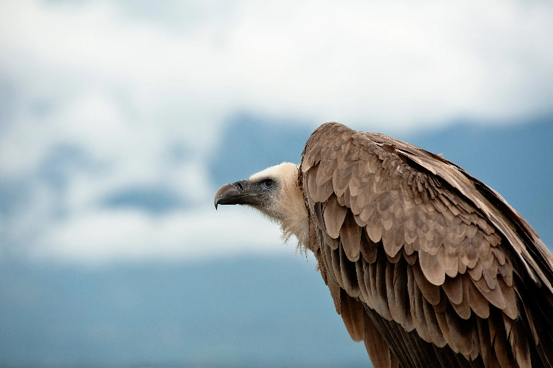 夢中禿鷹的消失：障礙去除的象徵的夢境示意圖
