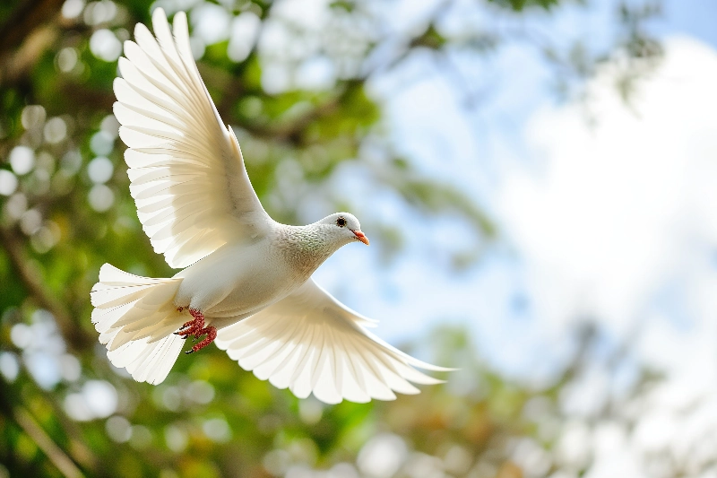夢中的鴿子：吉兆的象徵的夢境示意圖