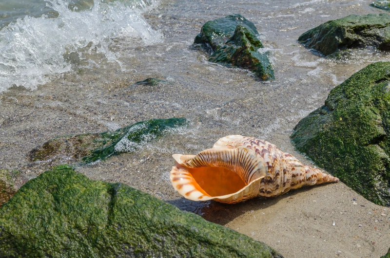 夢見吹響的大法螺：機會的象徵的夢境示意圖