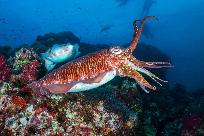 夢中的烏賊：潛在危機的象徵的夢境示意圖