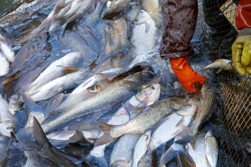 夢中抓魚的冒險：好事連連的象徵的夢境示意圖