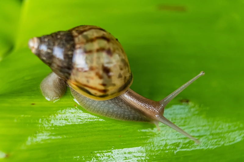 夢中的蝸牛：改變的暗示的夢境示意圖