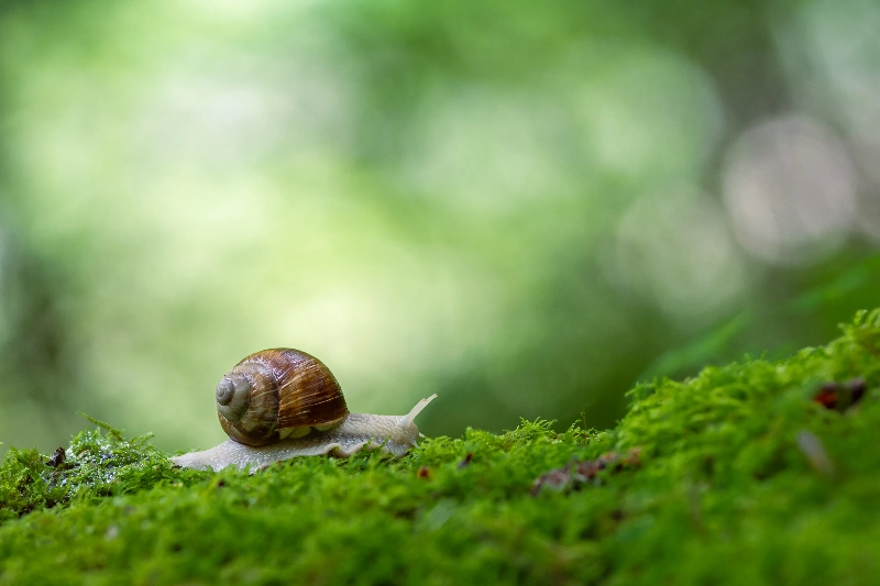 夢中蝸牛的漫步：平凡的幸福的夢境示意圖