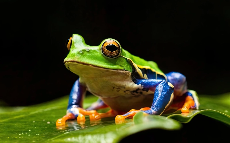夢中的青蛙：吉祥的象徵的夢境示意圖