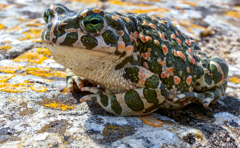 夢中的蟾蜍：大幸運的象徵的夢境示意圖