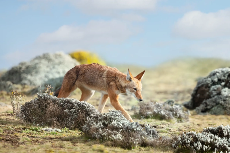 夢見抓住狐狸：詐欺與怨恨的夢境示意圖