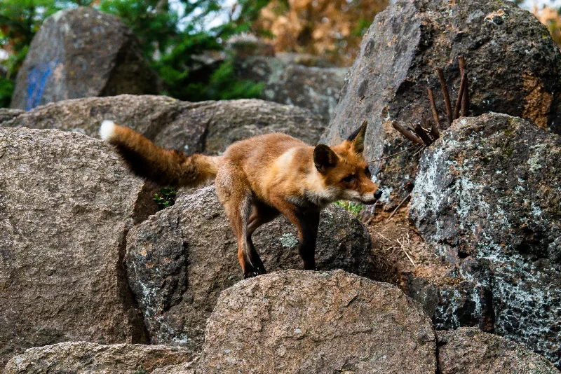 夢中殺死狐狸：自立的選擇的夢境示意圖