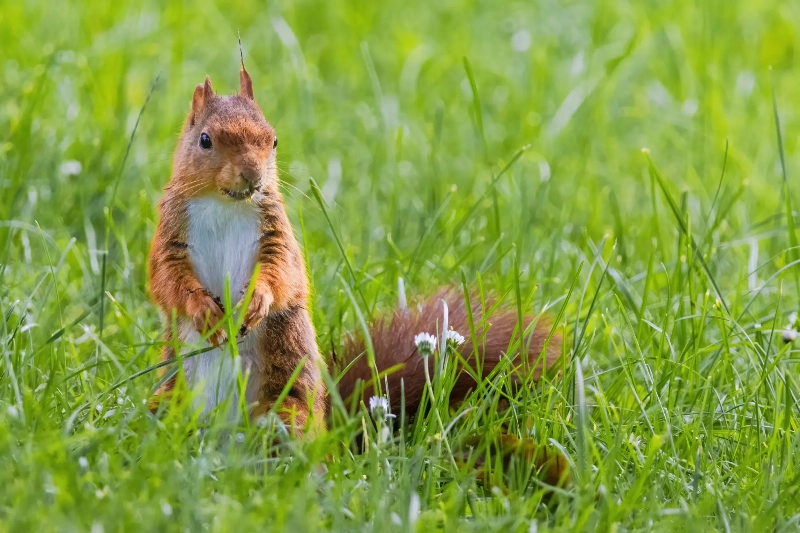 松鼠的邀請與幸福的前兆的夢境示意圖