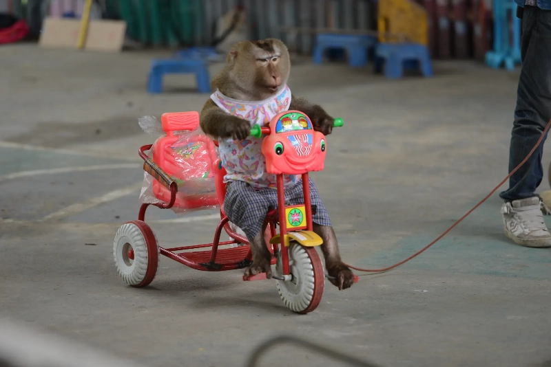 猴子的街頭秀與智慧的提醒的夢境示意圖