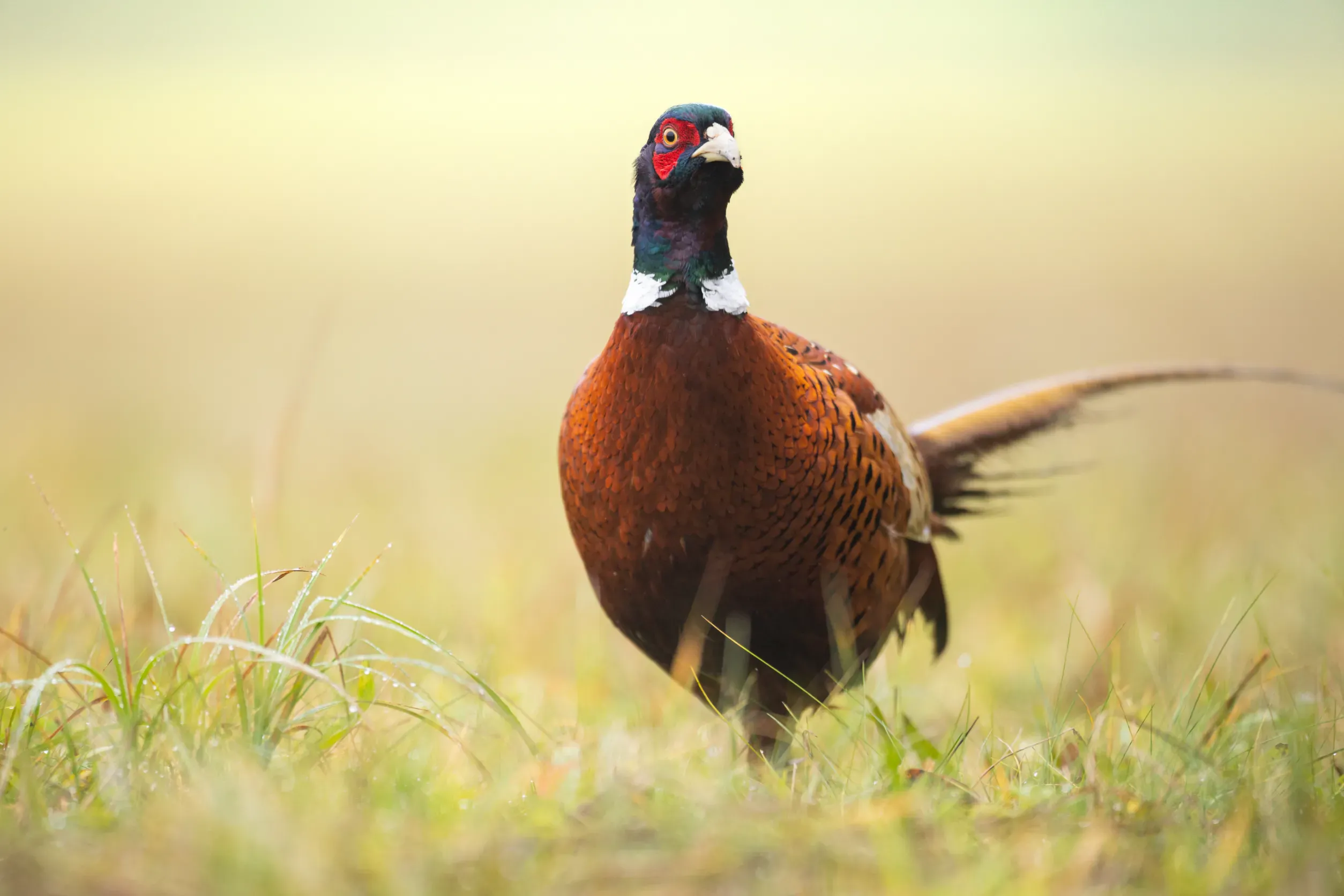 雉雞的神秘寶藏與意外驚喜的象徵的夢境示意圖