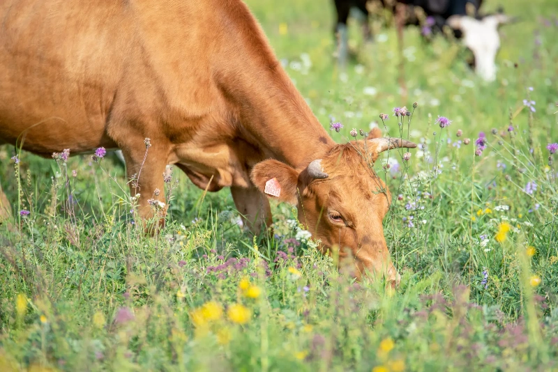夢見母牛：安定與收穫的夢境示意圖