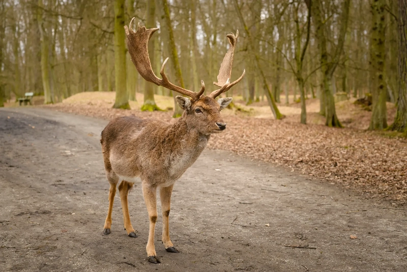 夢中的鹿：計劃的重要性的夢境示意圖