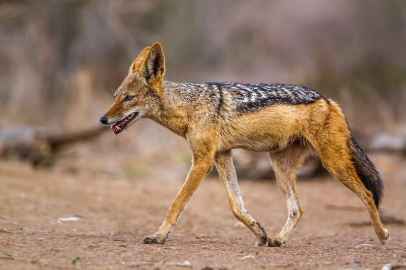 夢中的豺狼：潛在的危險的夢境示意圖