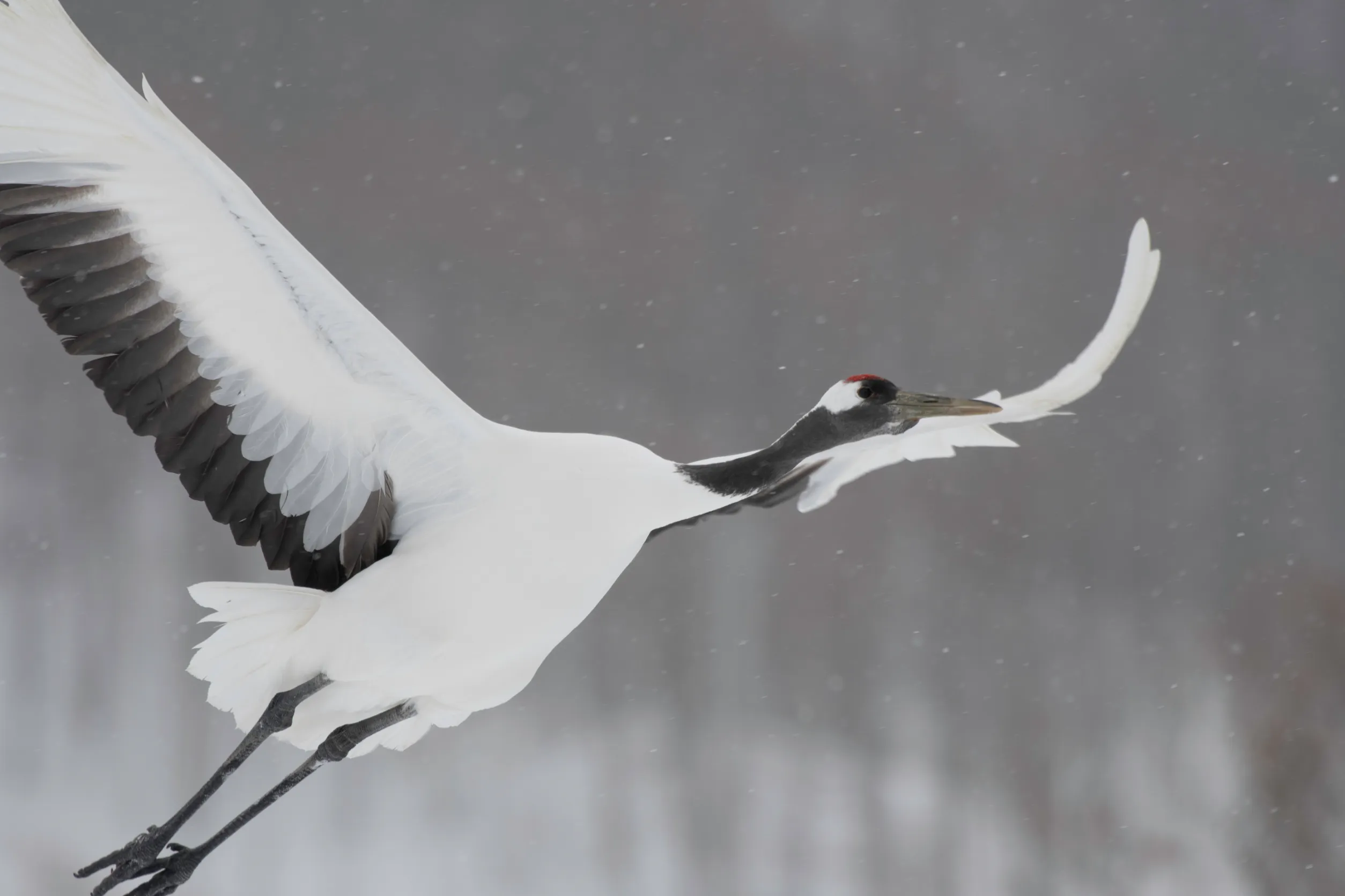 飛舞的鶴與順利的象徵的夢境示意圖