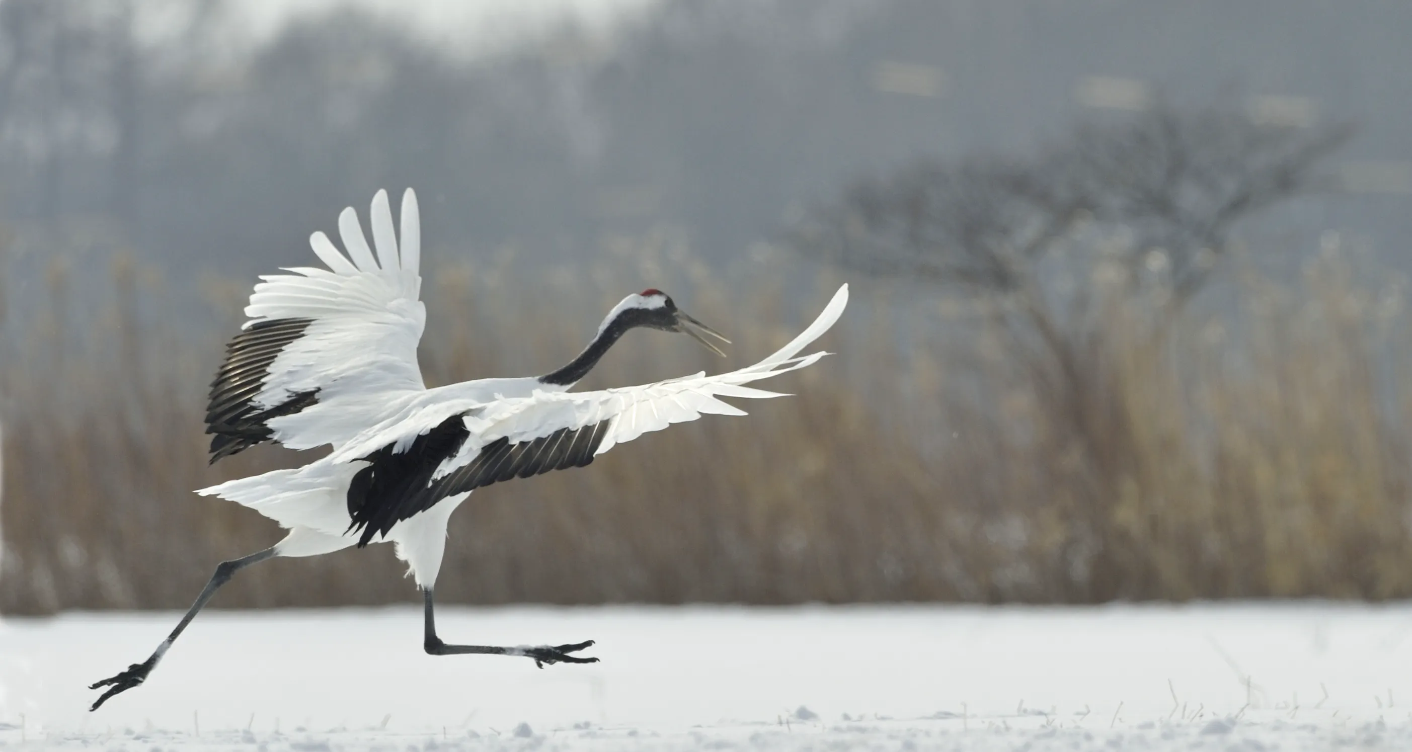 夢中乘坐鶴的旅程：意外發展的象徵的夢境示意圖