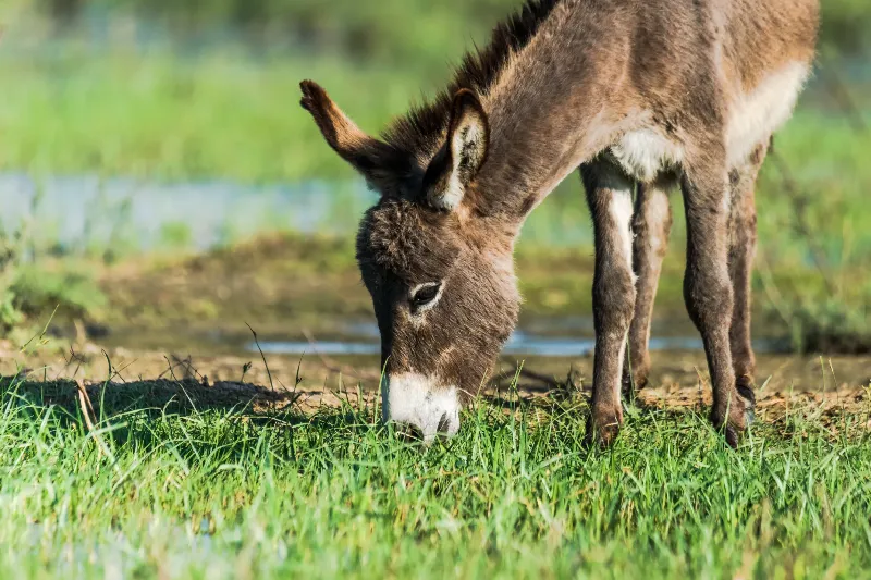 驢子的田園之旅與達成目標的象徵的夢境示意圖
