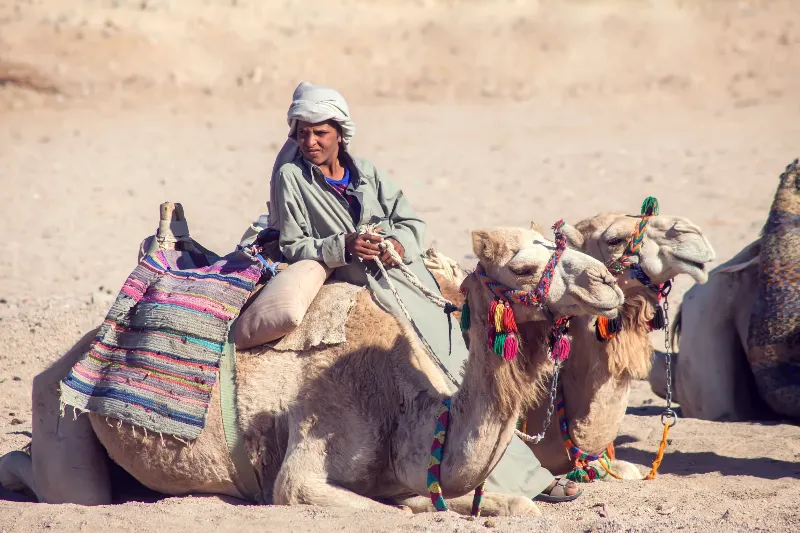 夢中的駱駝：負擔重任的夢境示意圖