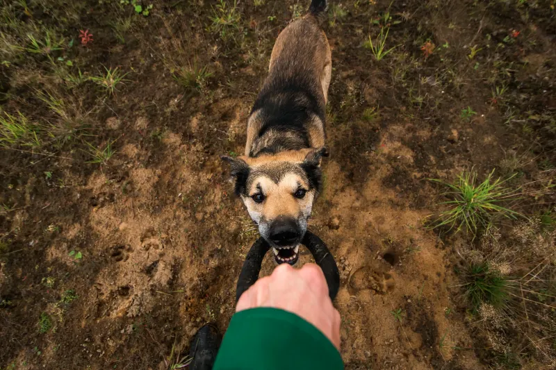 惡犬的追擊與背叛的暗示的夢境示意圖