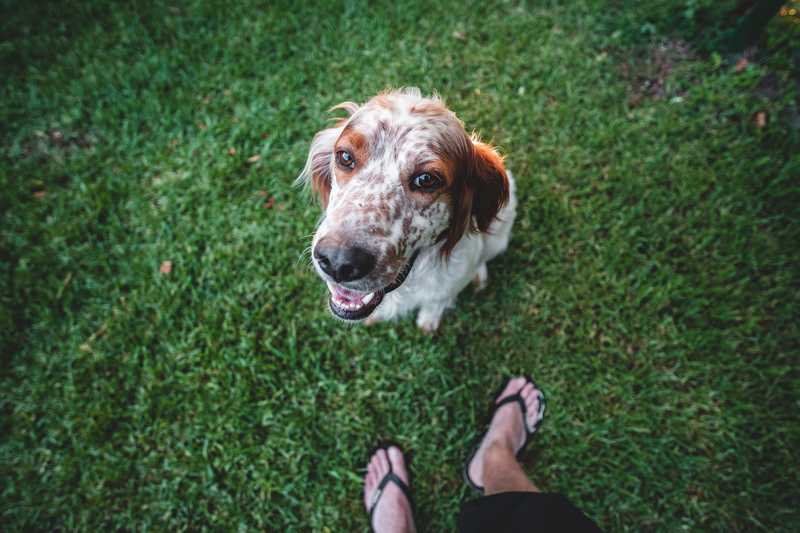 不可愛的狗與停滯不前的象徵的夢境示意圖