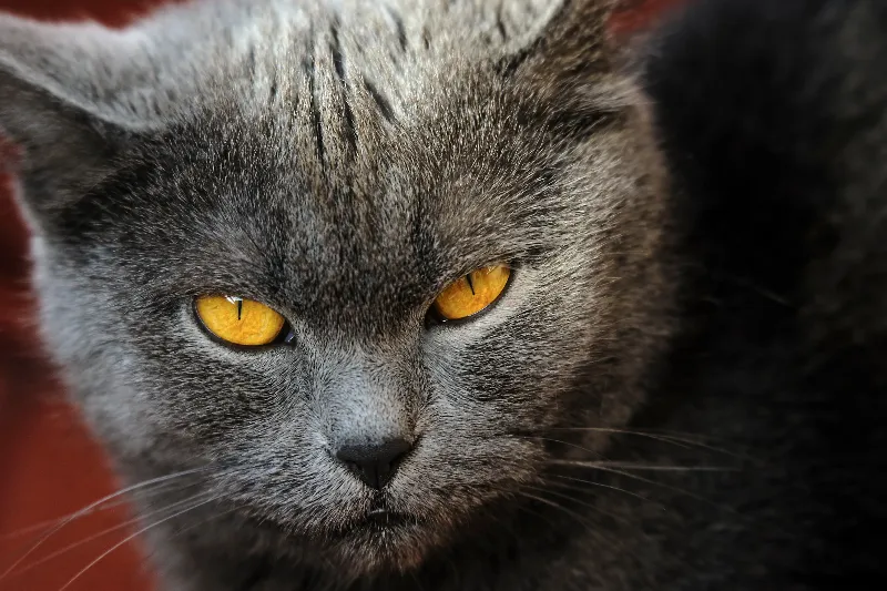 貓的突然襲擊與敵人的警告的夢境示意圖