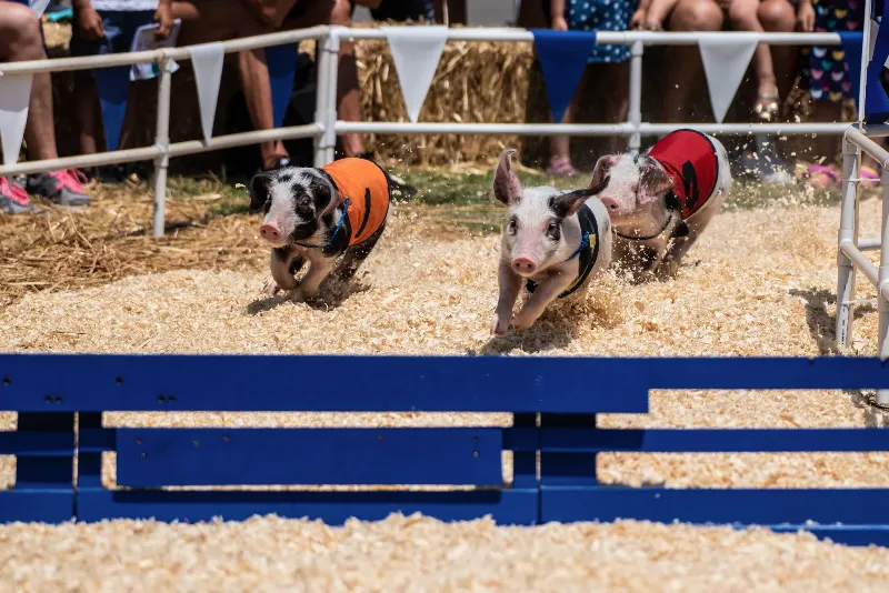 夢見豬：意外的勝利的夢境示意圖