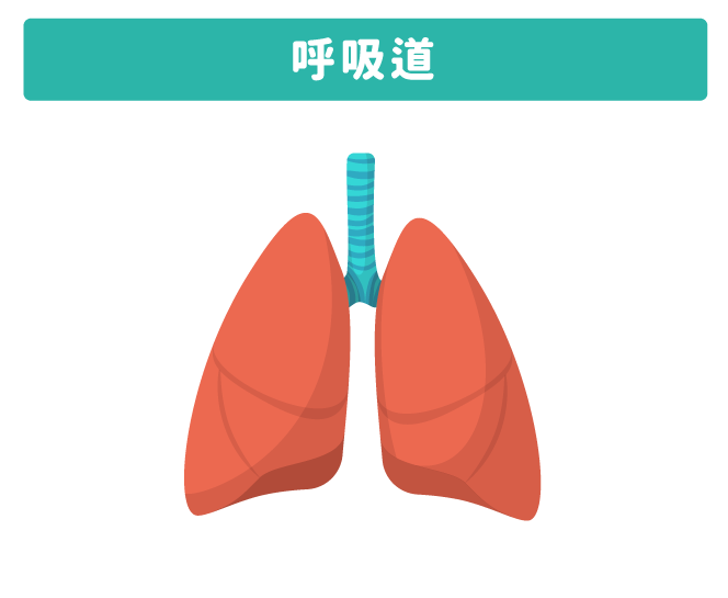 呼吸道