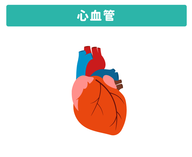 心血管