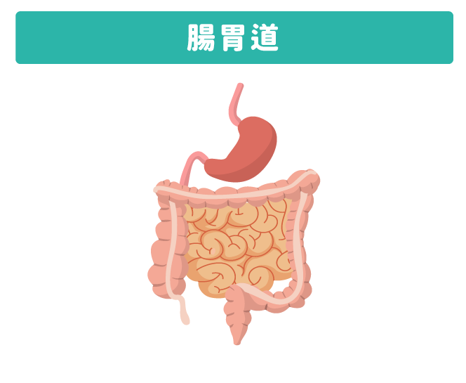 腸胃道