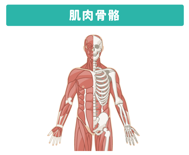肌肉骨骼