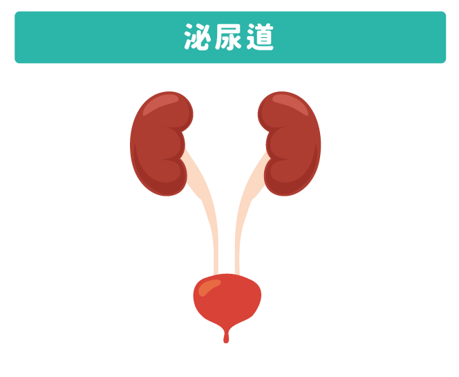 泌尿道