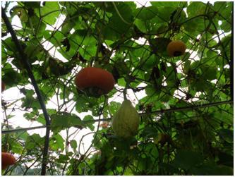 王明俐藥師|藥物諮詢|我的文章|個人主頁|KingNet國家網路醫藥