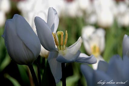 林建汶臨床心理師|臨床心理|我的文章|個人主頁|KingNet國家網路醫藥