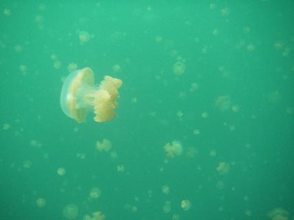 江俊宜醫師|一般內科|我的文章|個人主頁|KingNet國家網路醫藥