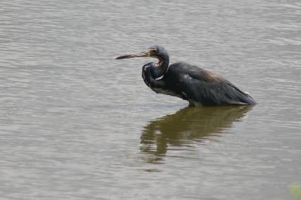 廖正智醫師|神經外科|我的文章|個人主頁|KingNet國家網路醫藥