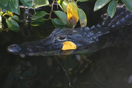 廖正智醫師|神經外科|我的文章|個人主頁|KingNet國家網路醫藥