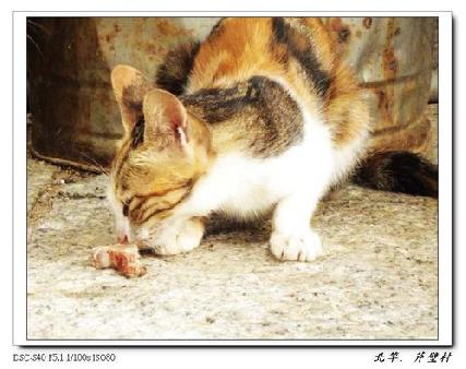 張勳安醫師|精神科|我的文章|個人主頁|KingNet國家網路醫藥