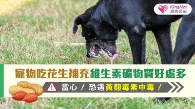 寵物吃花生補充維生素礦物質好處多，當心！恐遇黃麴毒素中毒！