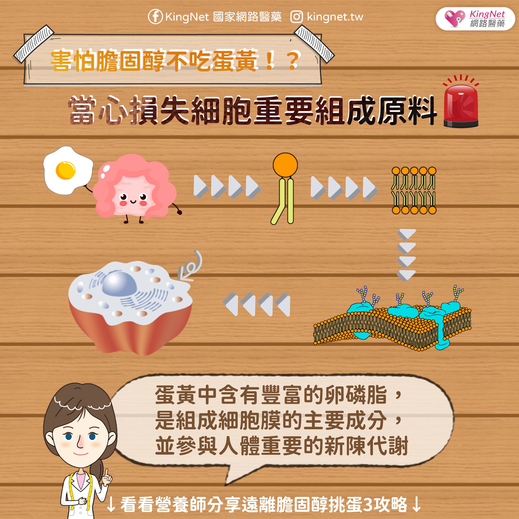 蛋黃中卵磷脂作用