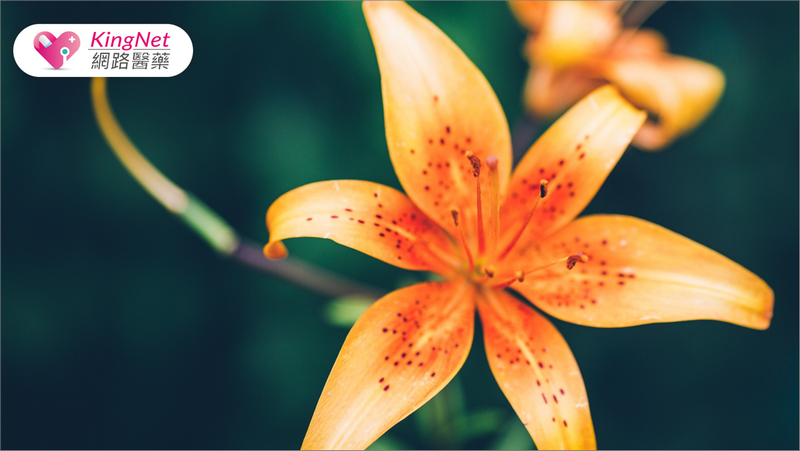 花東欣賞金針花海超美，但其實金針也能吃喔!!烹調前一定要做1件事，就能安心吃了_圖1