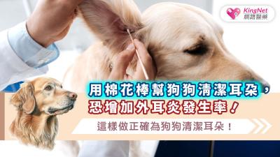 用棉花棒幫狗狗清潔耳朵，恐增加外耳炎發生率！這樣做正確為狗狗清潔耳朵！
