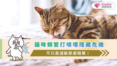 貓咪頻繁打噴嚏隱藏危機，不只是過敏那麼簡單！