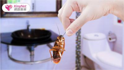 想要徹底防治蟑螂，掌握「3不」原則！