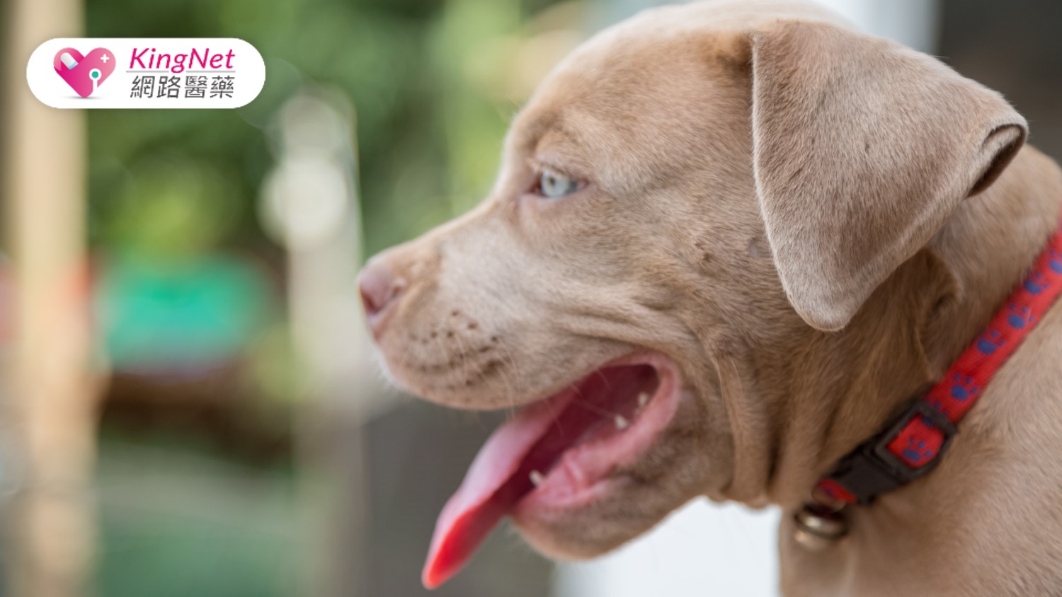 比特犬咬傷事件再掀風波！養狗前必知的法規與自保技巧_圖1