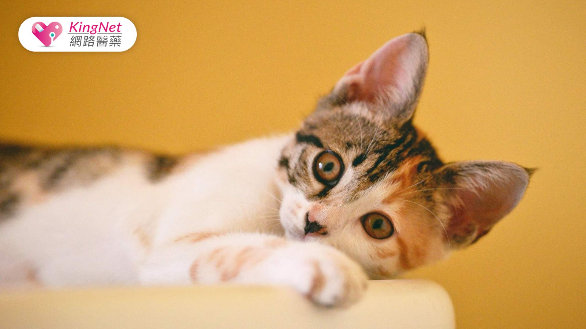 為什麼貓咪會「踩奶」？揭開貓咪這個可愛行為背後的祕密