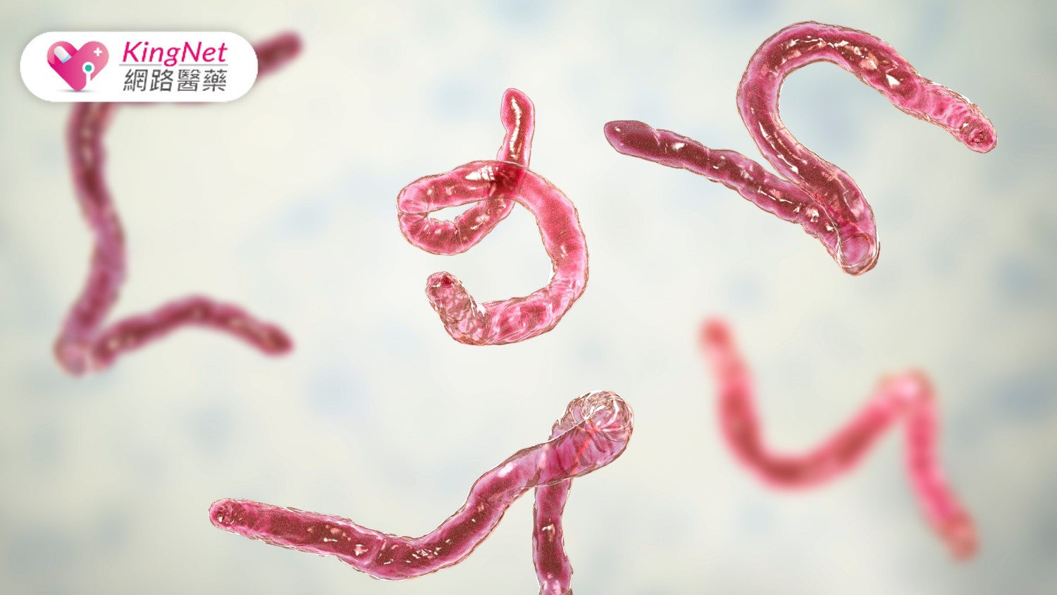 花蓮光復災情後的公共衛生隱憂：弓漿蟲與鉤蟲病的潛在威脅_圖1