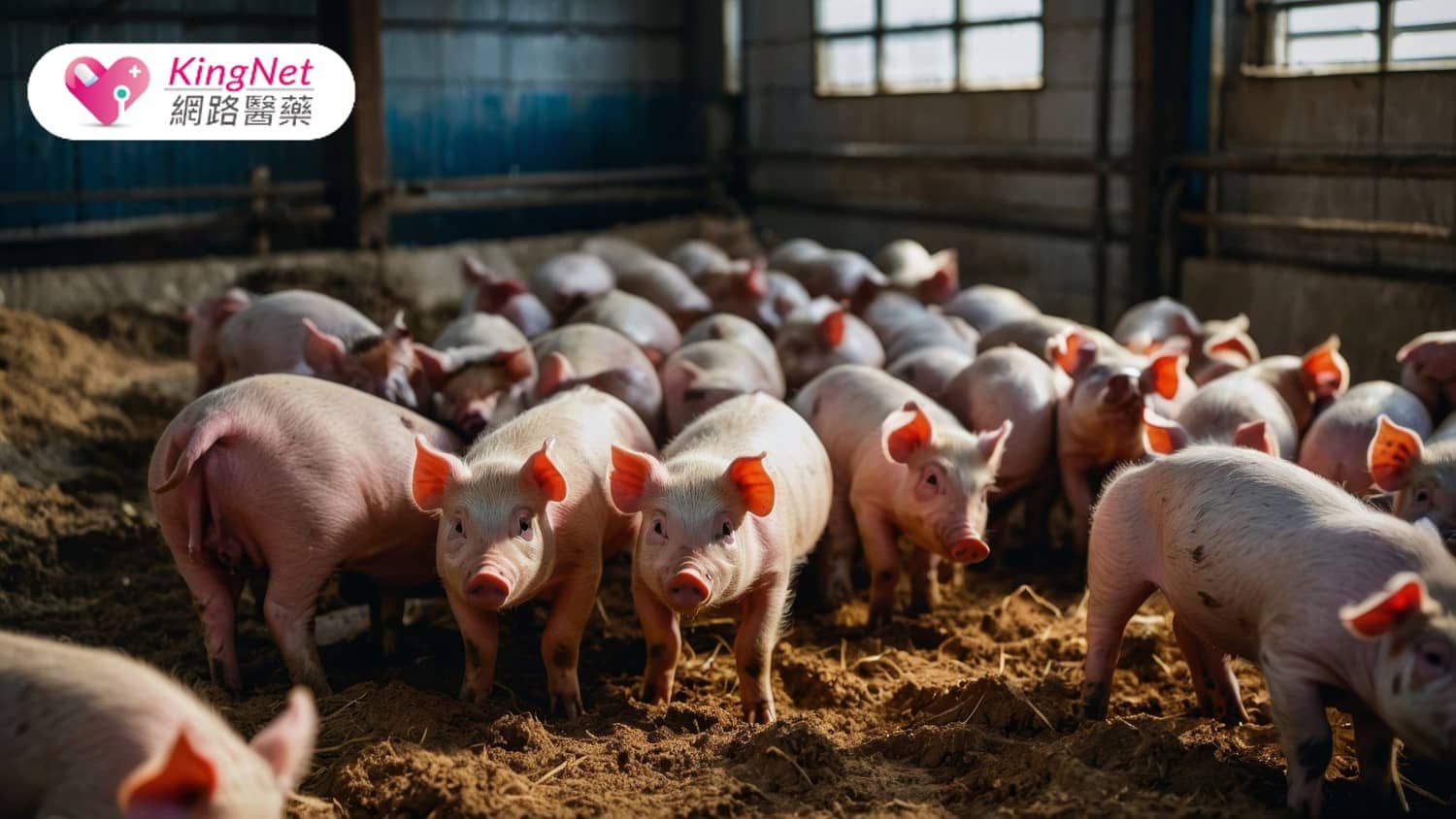 非洲豬瘟檢驗方法與防控關鍵：從實驗室檢測談起